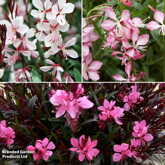 Gaura Gambit Trio