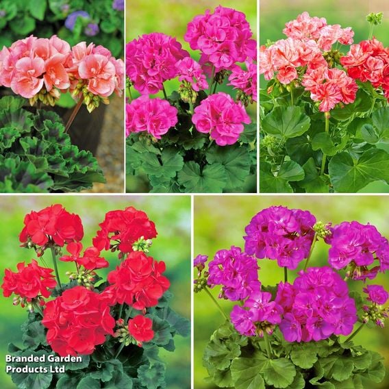 Geranium Giants Collection