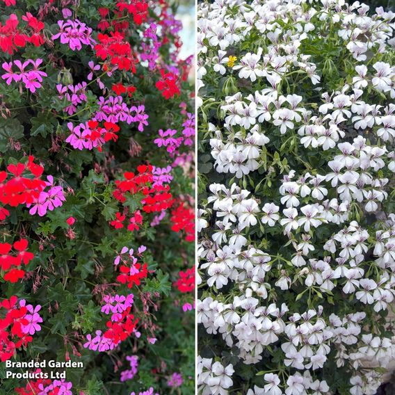Geranium Trailing Collection