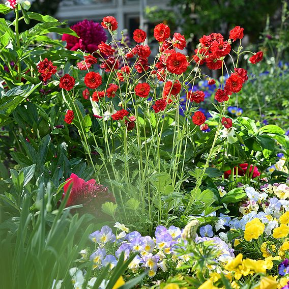 Geum 'Samba Sunset'