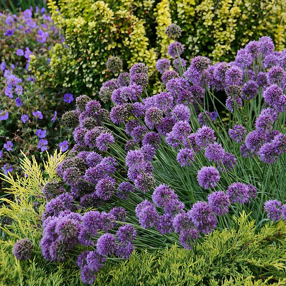 Allium 'Medusa'