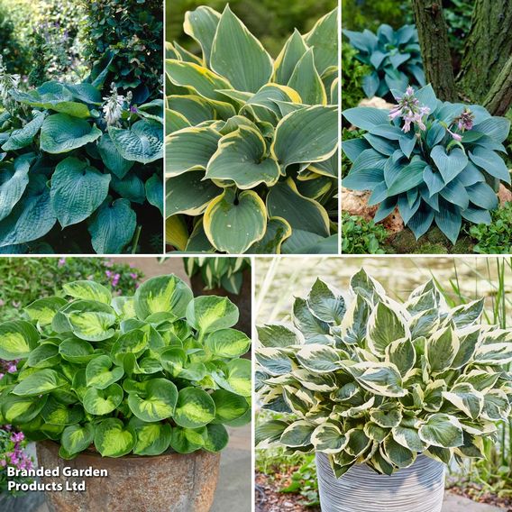 Hosta Snail Resistant Collection