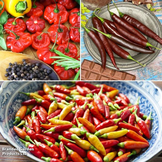 Chilli Pepper Hot Collection