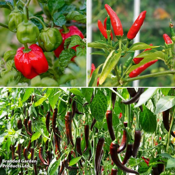Chilli Pepper Hot Collection