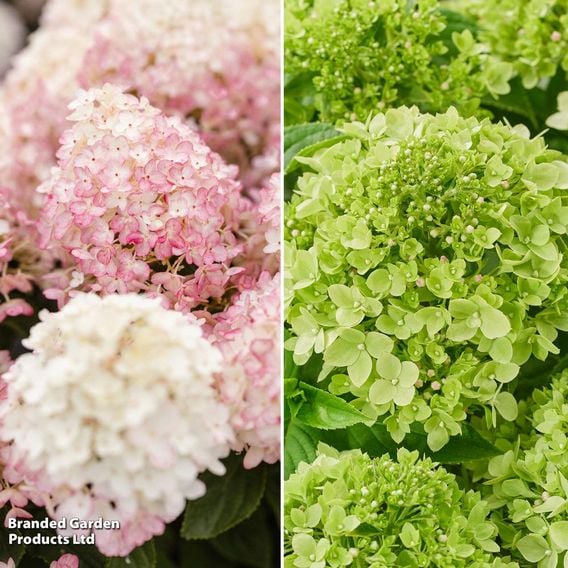 Hydrangea 'Living Little' Duo