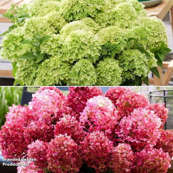 Hydrangea 'Living Little' Duo