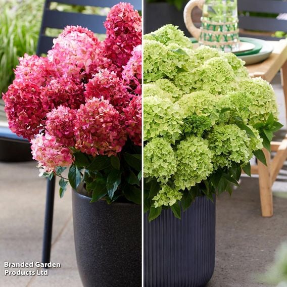 Hydrangea 'Living Little' Duo