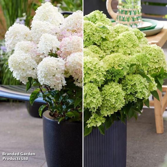 Hydrangea 'Living Little' Duo