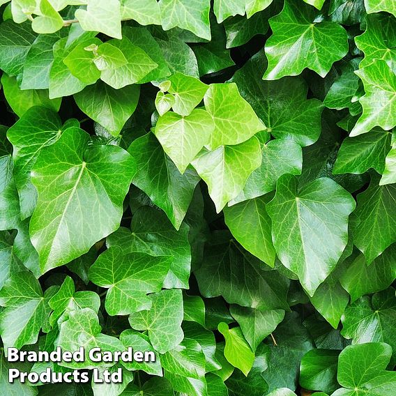 Hedera helix 'Arborescens'