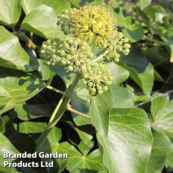 Hedera helix 'Arborescens'