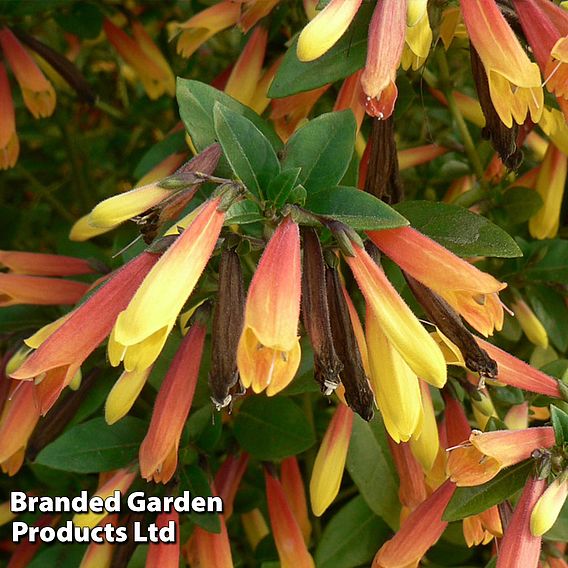 Brazilian Fuchsia