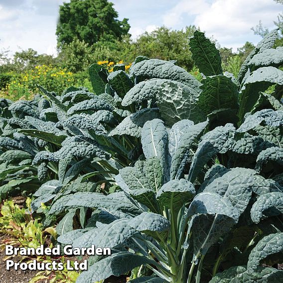 Kale 'Nero Di Toscano' - Organic Seeds