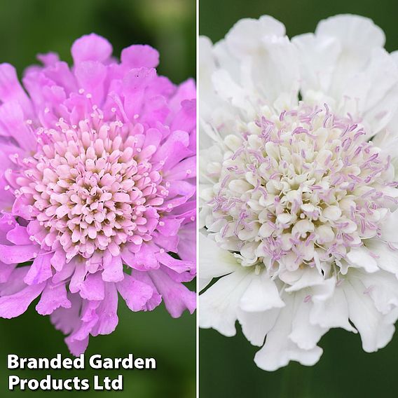 Scabious 'Kudos Collection'