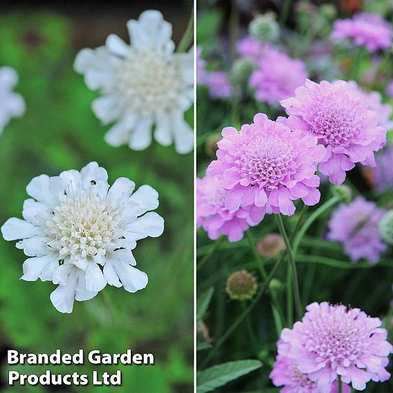 Scabious 'Kudos Collection'