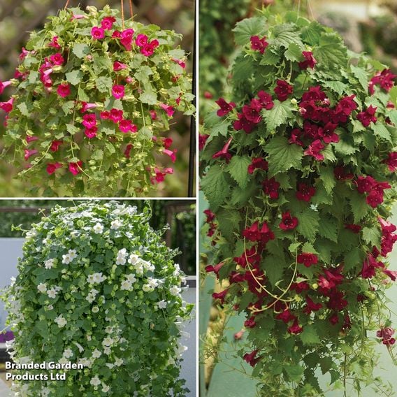 Lophospermum 'Lofos Compact Trio'