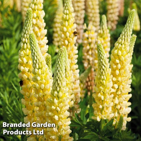 Lupin 'Chandelier'