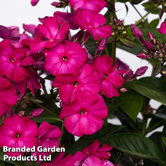 Phlox paniculata 'Famous Magenta'
