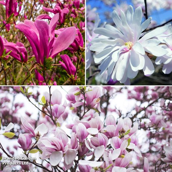 Magnolia Trio Collection