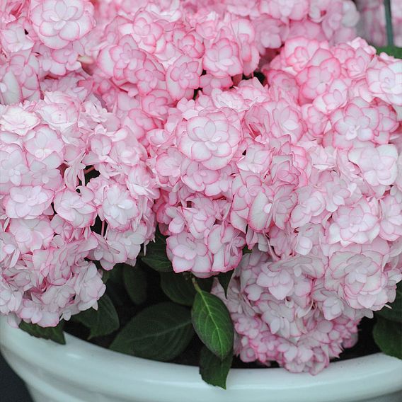 Hydrangea macrophylla 'Miss Saori'