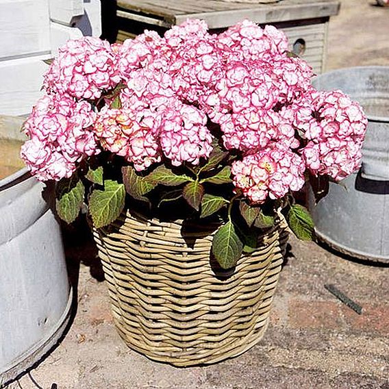 Hydrangea macrophylla 'Miss Saori'