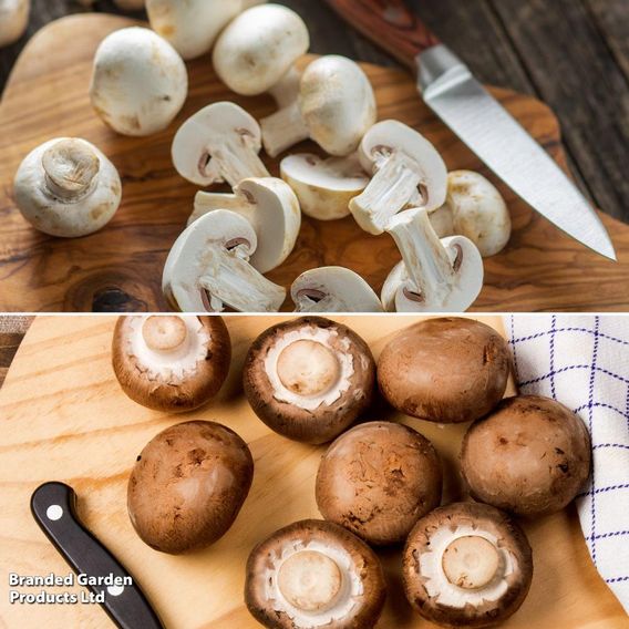 Mushroom Windowsill Kit Duo