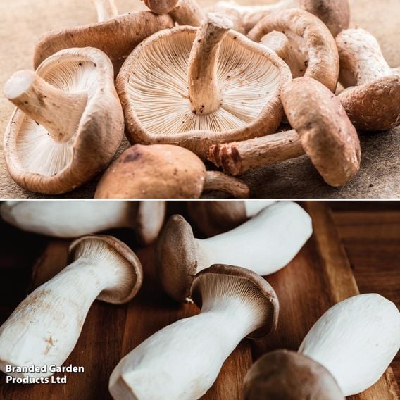 Fungi Farm Mushroom Windowsill Kit Gourmet Duo