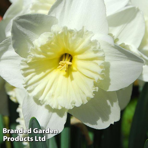 Narcissus 'White Diamonds Mixture'