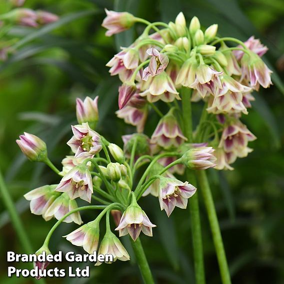 Nectaroscordum siculum