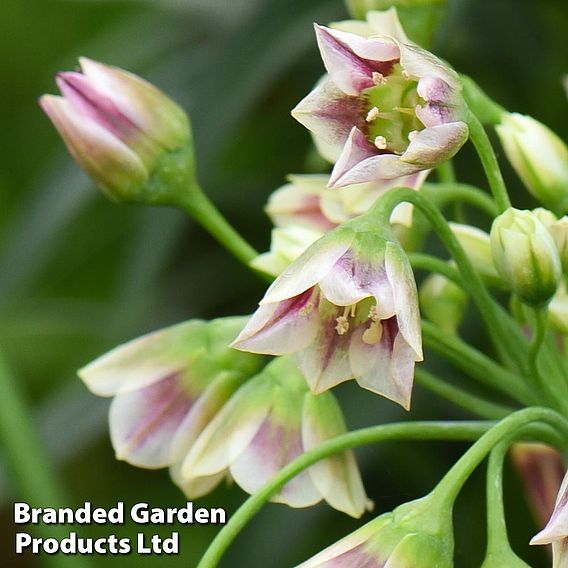 Nectaroscordum siculum