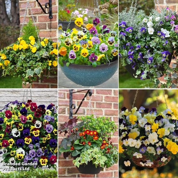 Nurserymans Choice Pre-Planted Hanging Basket