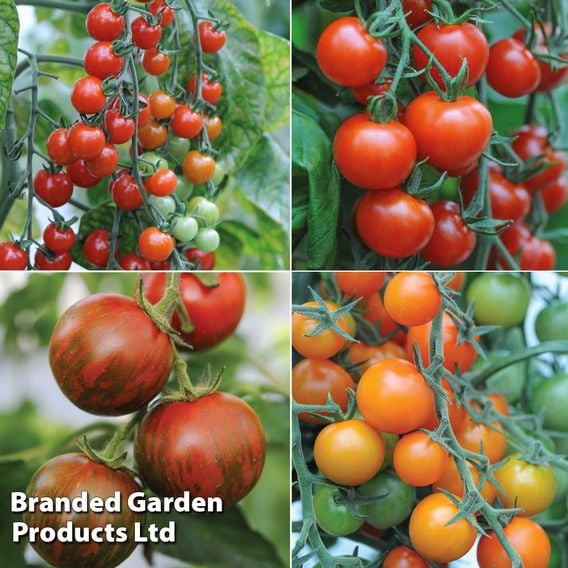 Nurseryman's Choice Tomatoes