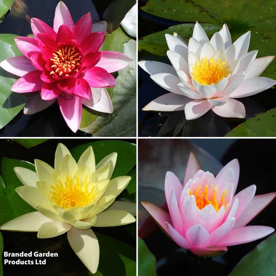 Nymphaea (Water Lily) Collection