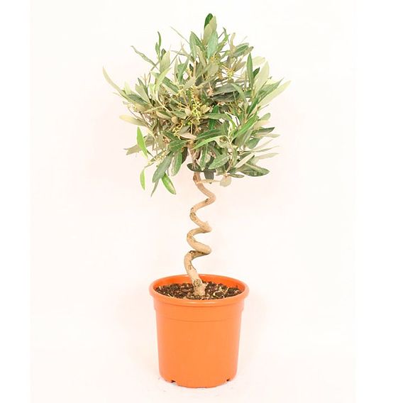 Olive Tree with Spiral Stem