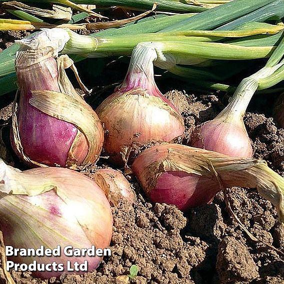 Onion Triple Pack (Spring)