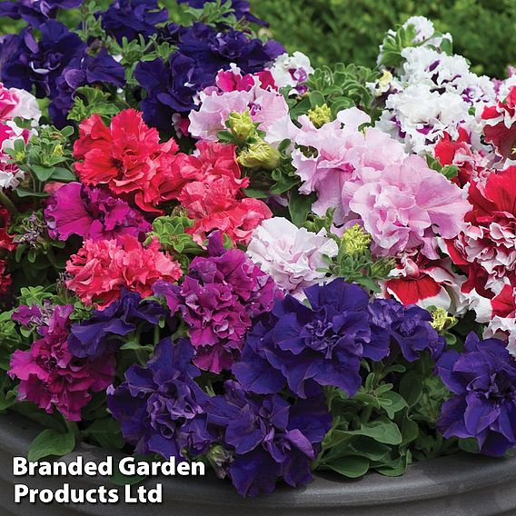 Petunia 'Orchid-Flowered Mixed' F1 Hybrid