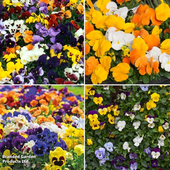 Winter Flowering Pansy Collection