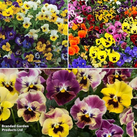 Winter Flowering Bedding Collection