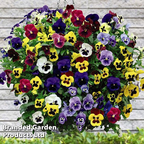 Pansy 'Universal Mixed' F1 Hybrid