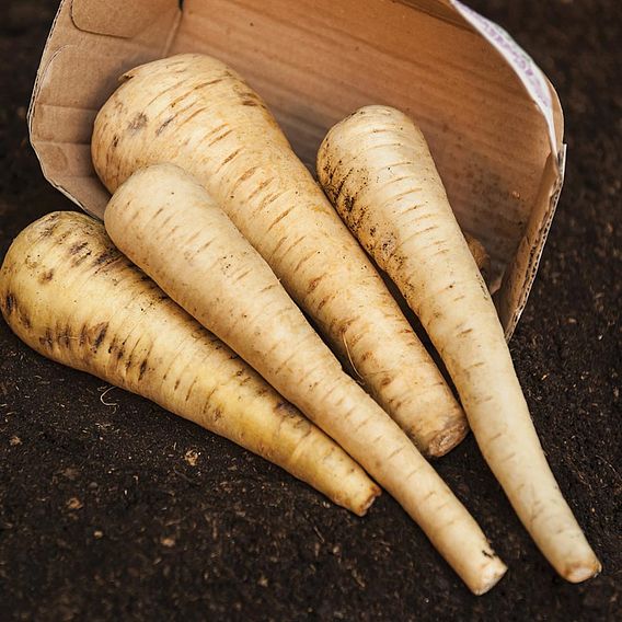 Parsnip (Organic) Seeds - Tender and True