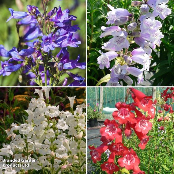 Penstemon Elegant Collection