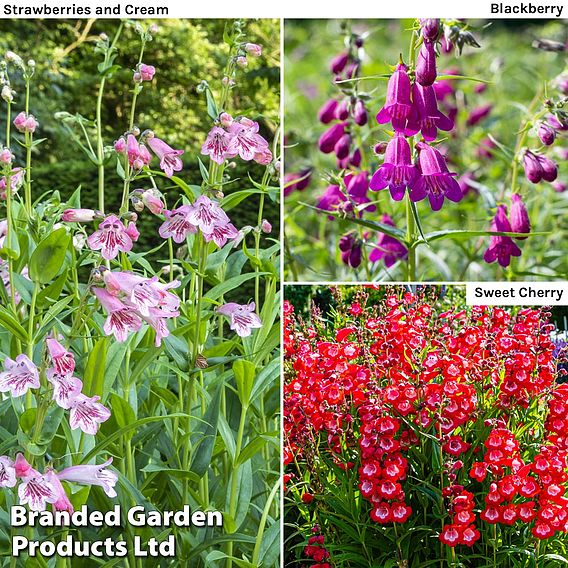 Penstemon Ice Cream Collection