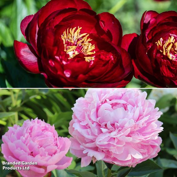 Peony 'Glamorous Duo'