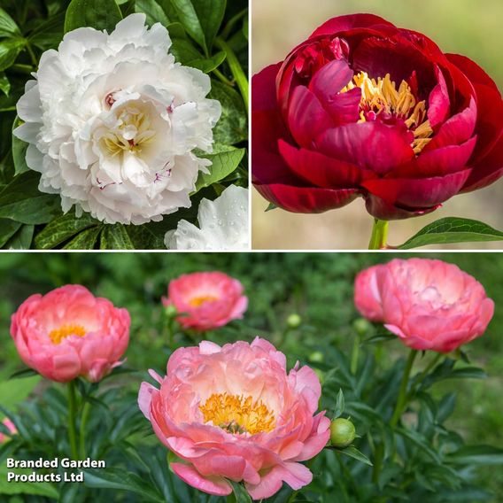 Peony 'Hardy Collection'