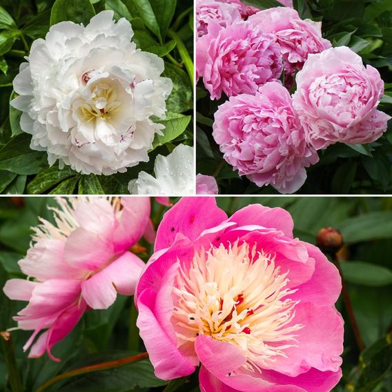 Peony Best Selling Collection