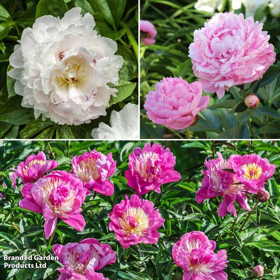 Peony Best Selling Collection