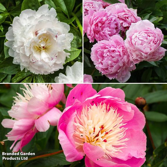 Peony Best Selling Collection