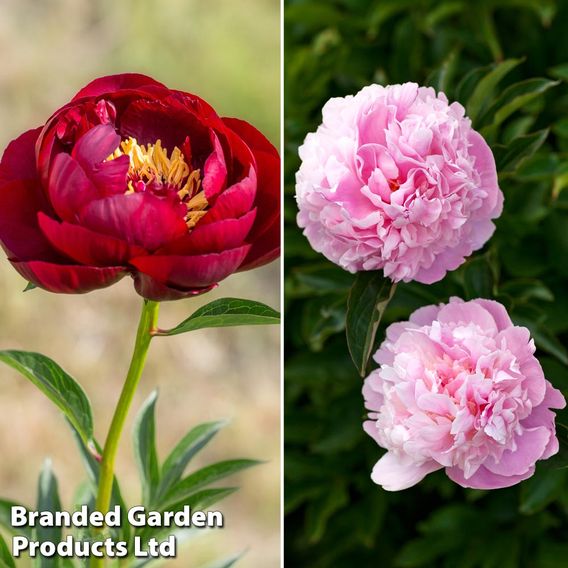 Peony 'Glamorous Duo'