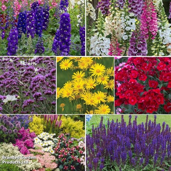 Perennial Lasting Colour Collection