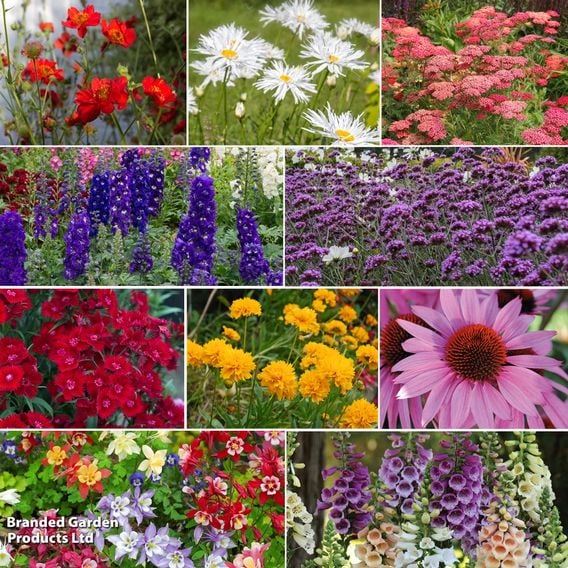 Best Value Rainbow Perennial Collection