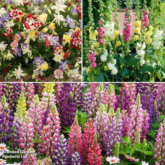 Classic Cottage Garden Perennial Trio